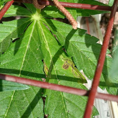 Mack And Crack Invernal growlog photo: Achei uma marca de leaf miners em uma das fan leafs