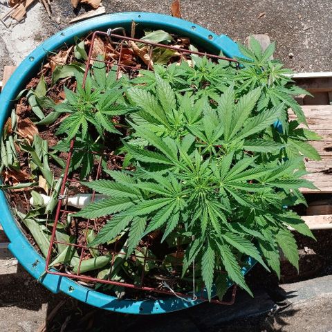 Mack And Crack Invernal growlog timeline photo