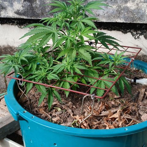 Mack And Crack Invernal growlog timeline photo