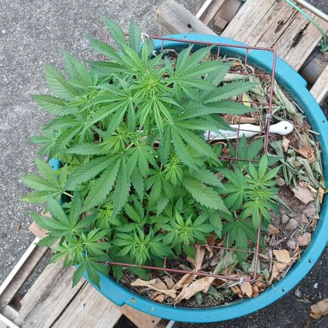 Mack And Crack Invernal growlog timeline photo