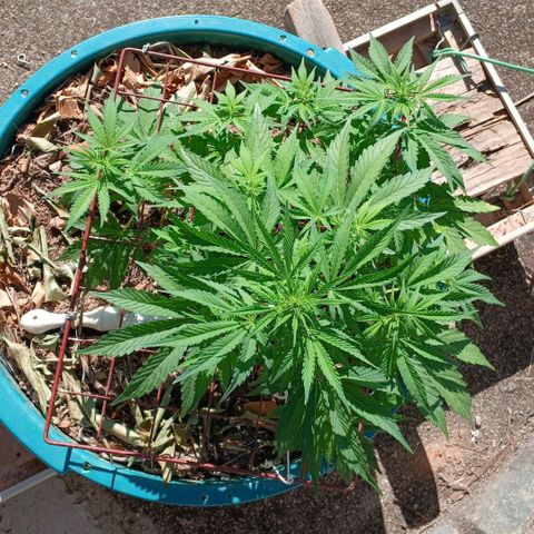 Mack And Crack Invernal growlog timeline photo