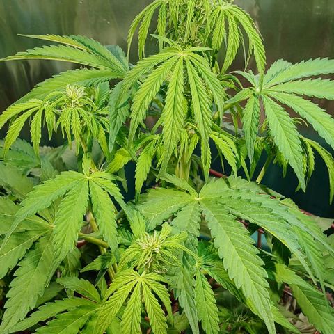 Mack And Crack Invernal growlog timeline photo