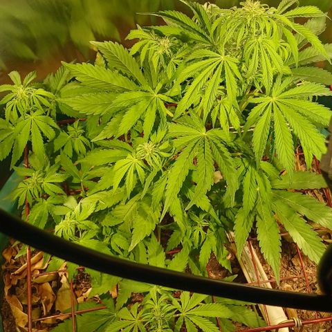 Mack And Crack Invernal growlog timeline photo