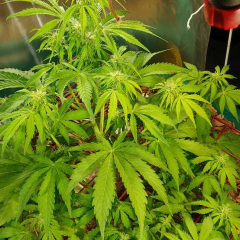 Mack And Crack Invernal growlog timeline photo