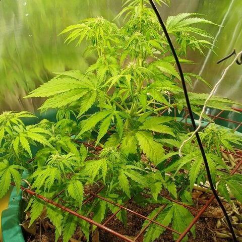 Mack And Crack Invernal growlog timeline photo