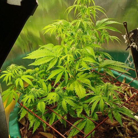 Mack And Crack Invernal growlog timeline photo