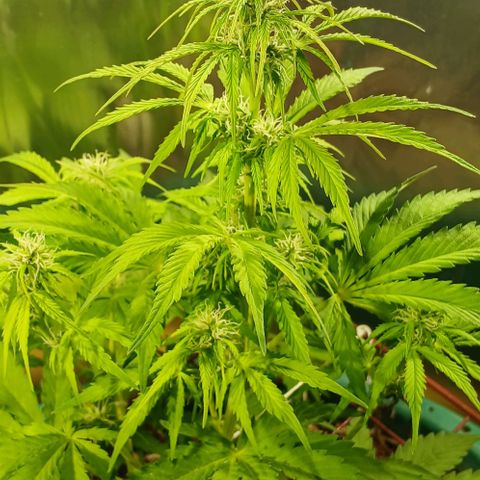 Mack And Crack Invernal growlog timeline photo