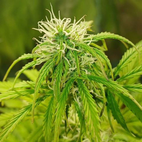 Mack And Crack Invernal growlog timeline photo