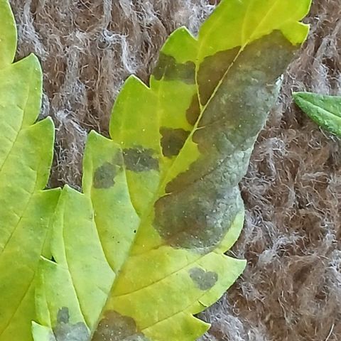 Mack And Crack Invernal growlog timeline photo