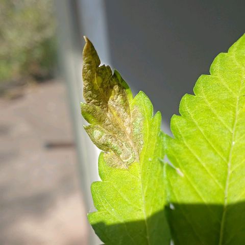 Mack And Crack Invernal growlog timeline photo