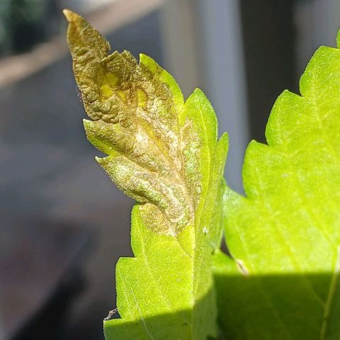 Mack And Crack Invernal growlog timeline photo