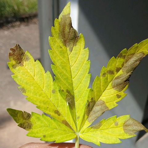Mack And Crack Invernal growlog timeline photo