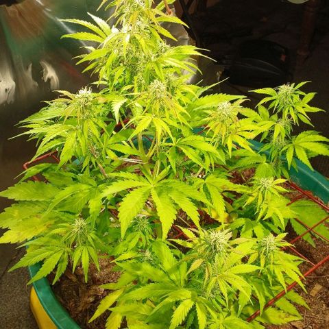Mack And Crack Invernal growlog timeline photo