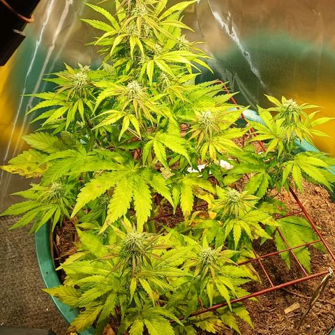 Mack And Crack Invernal growlog timeline photo