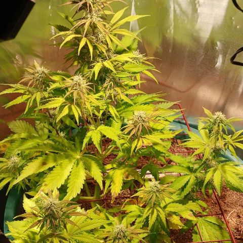 Mack And Crack Invernal growlog timeline photo