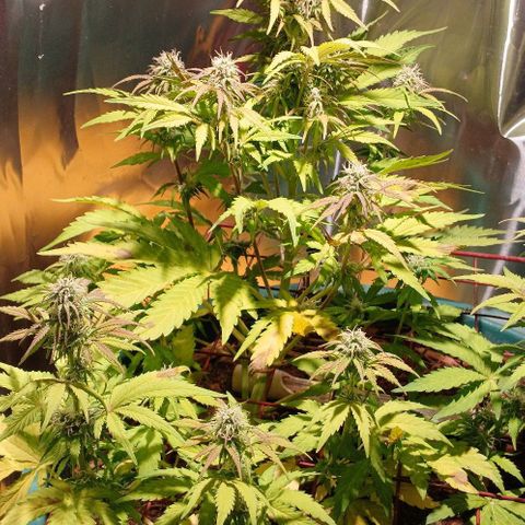 Mack And Crack Invernal growlog timeline photo