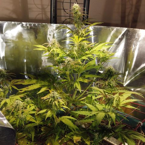 Mack And Crack Invernal growlog timeline photo