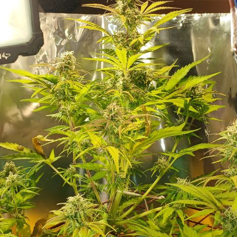 Mack And Crack Invernal growlog timeline photo