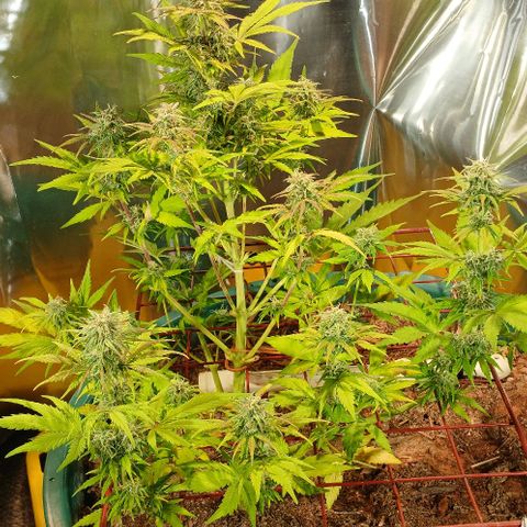 Mack And Crack Invernal growlog timeline photo