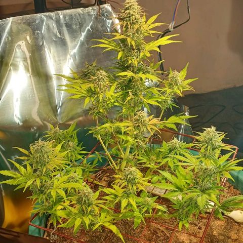 Mack And Crack Invernal growlog timeline photo