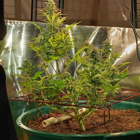 Mack And Crack Invernal growlog timeline photo