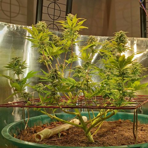 Mack And Crack Invernal growlog timeline photo