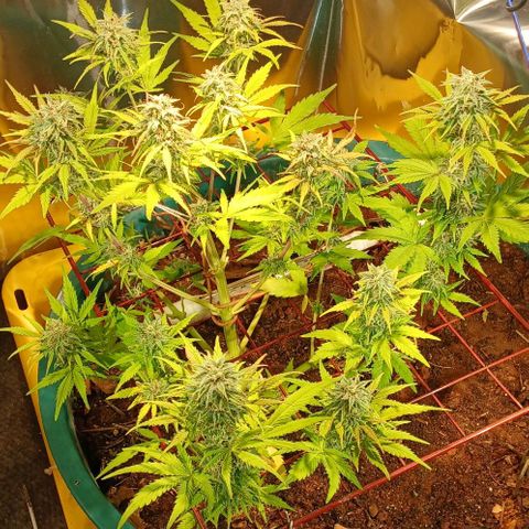 Mack And Crack Invernal growlog timeline photo