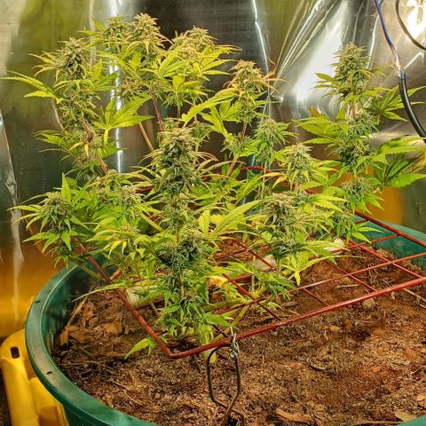Mack And Crack Invernal growlog timeline photo