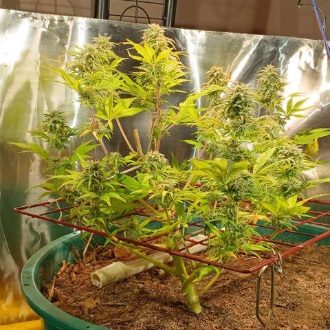 Mack And Crack Invernal growlog timeline photo