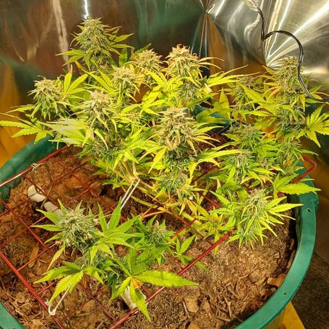 Mack And Crack Invernal growlog timeline photo