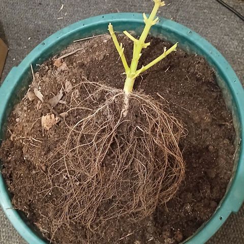 Mack And Crack Invernal growlog timeline photo