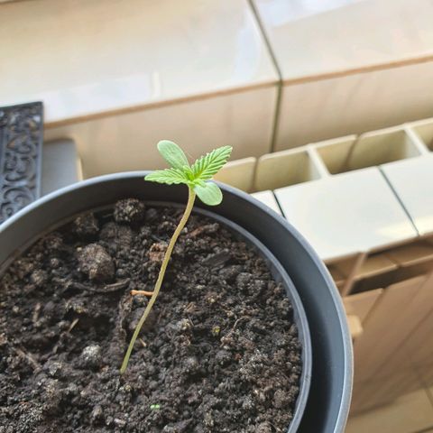 Tilla growlog timeline photo