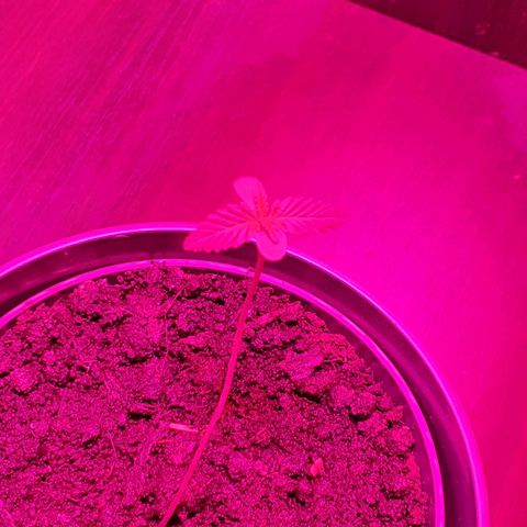 Tilla growlog photo: 1st day of light (11:30)