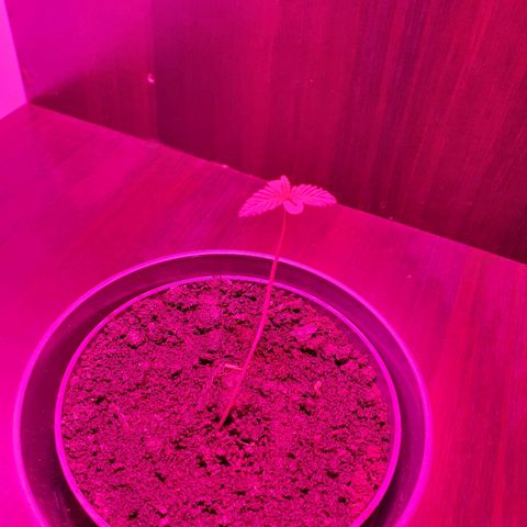 Tilla growlog photo: 1st day of light (11:30)