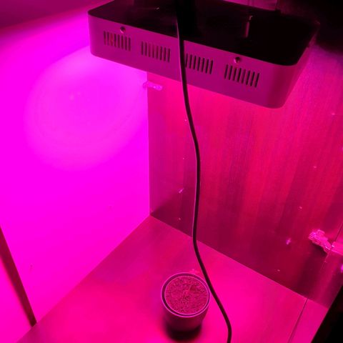 Tilla growlog photo: 1st day of light (11:30)