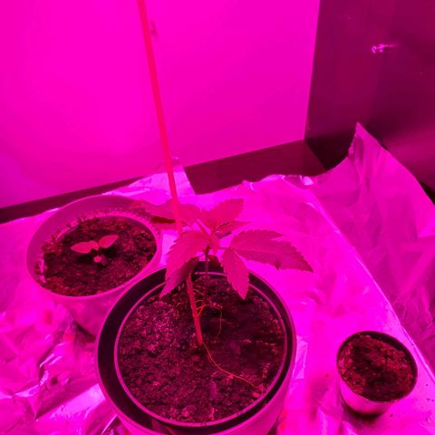 Tilla growlog photo: Gro nutrient added: 0,6 ml/1l apa distilata