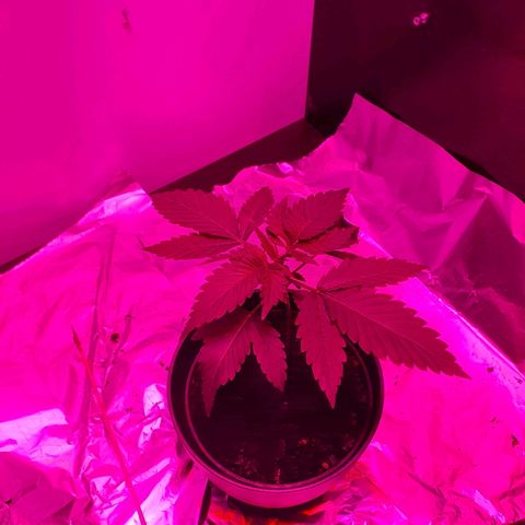 Tilla growlog timeline photo