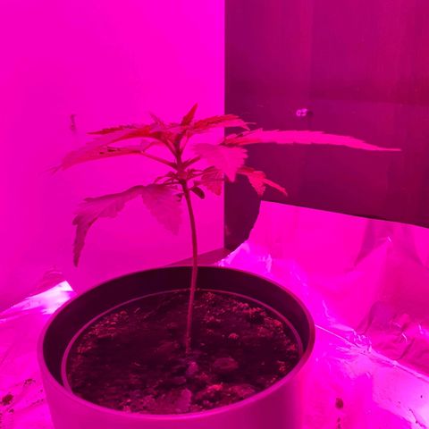 Tilla growlog timeline photo