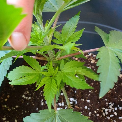 Tilla growlog timeline photo