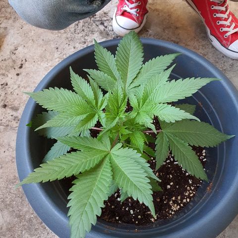 Tilla growlog timeline photo