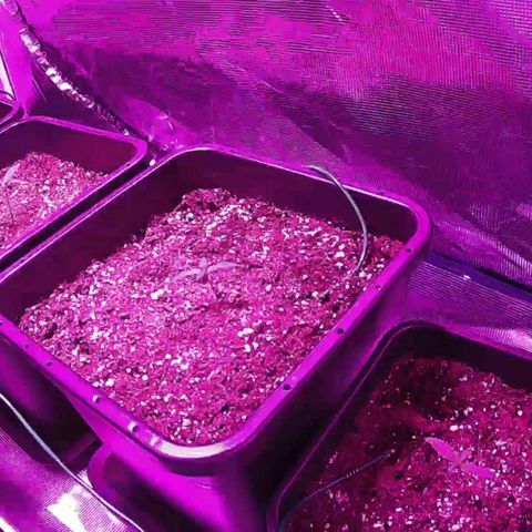 Kritic 70 growlog timeline photo