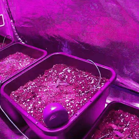 Kritic 70 growlog timeline photo