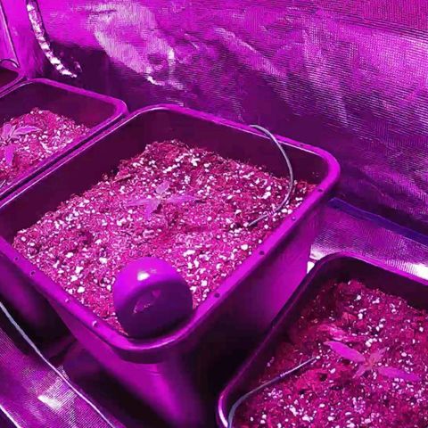 Kritic 70 growlog timeline photo
