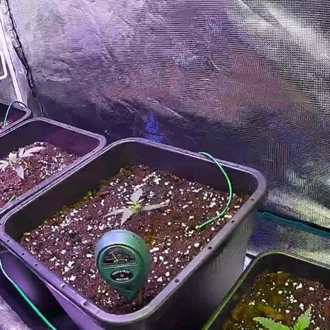 Kritic 70 growlog timeline photo