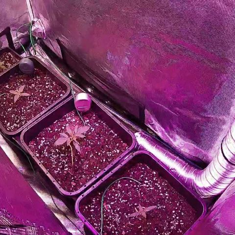 Kritic 70 growlog timeline photo