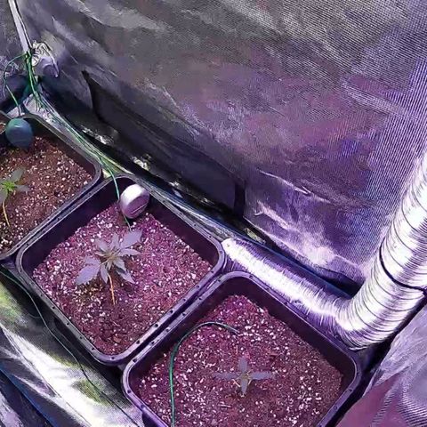 Kritic 70 growlog timeline photo