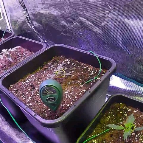 Kritic 70 growlog timeline photo