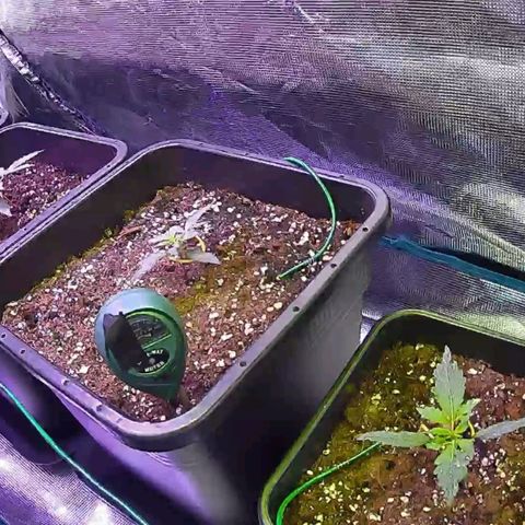 Kritic 70 growlog timeline photo