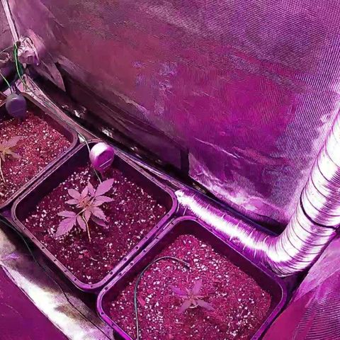 Kritic 70 growlog timeline photo