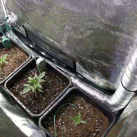 Kritic 70 growlog timeline photo